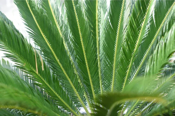 Green Leaves Young Palm Tree Nature Background Concept Space Text — Stock Photo, Image