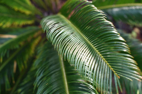 Groene Bladeren Van Een Jonge Palmboom Natuur Achtergrond Concept Ruimte — Stockfoto