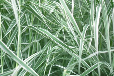 Beyaz-yeşil uzun çim arka plan. Kapat şunu. Seçmeli odak. Falyaris, Kanarya çimenli 