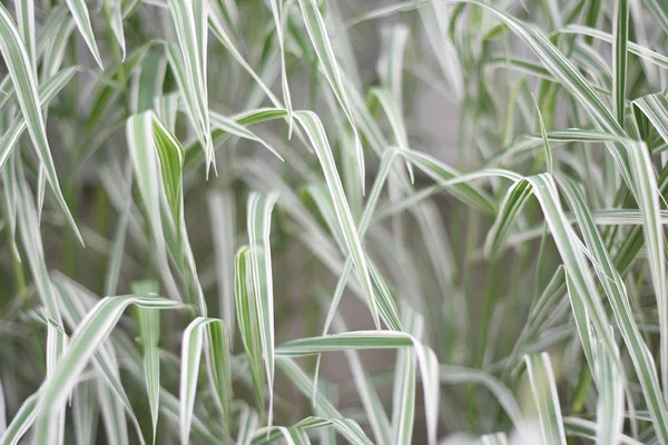 White-green long grass background. Close up. Selective focus. Falyaris variegated, canary grass