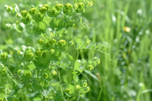 Champ Fleurs Sauvages Été Fleurs Vertes Herbe Verte Fond Estival — Photo