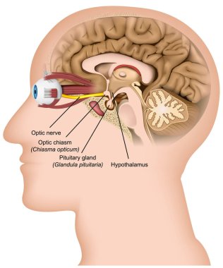 Beyaz arka planda optik sinir anatomisi 3d tıbbi vektör illüstrasyon