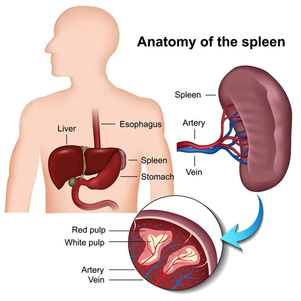 脾脏解剖学3D 医学向量例证 — 图库矢量图片