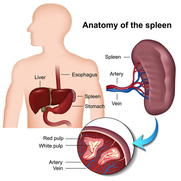 spleen anatomy 3d medical vector illustration