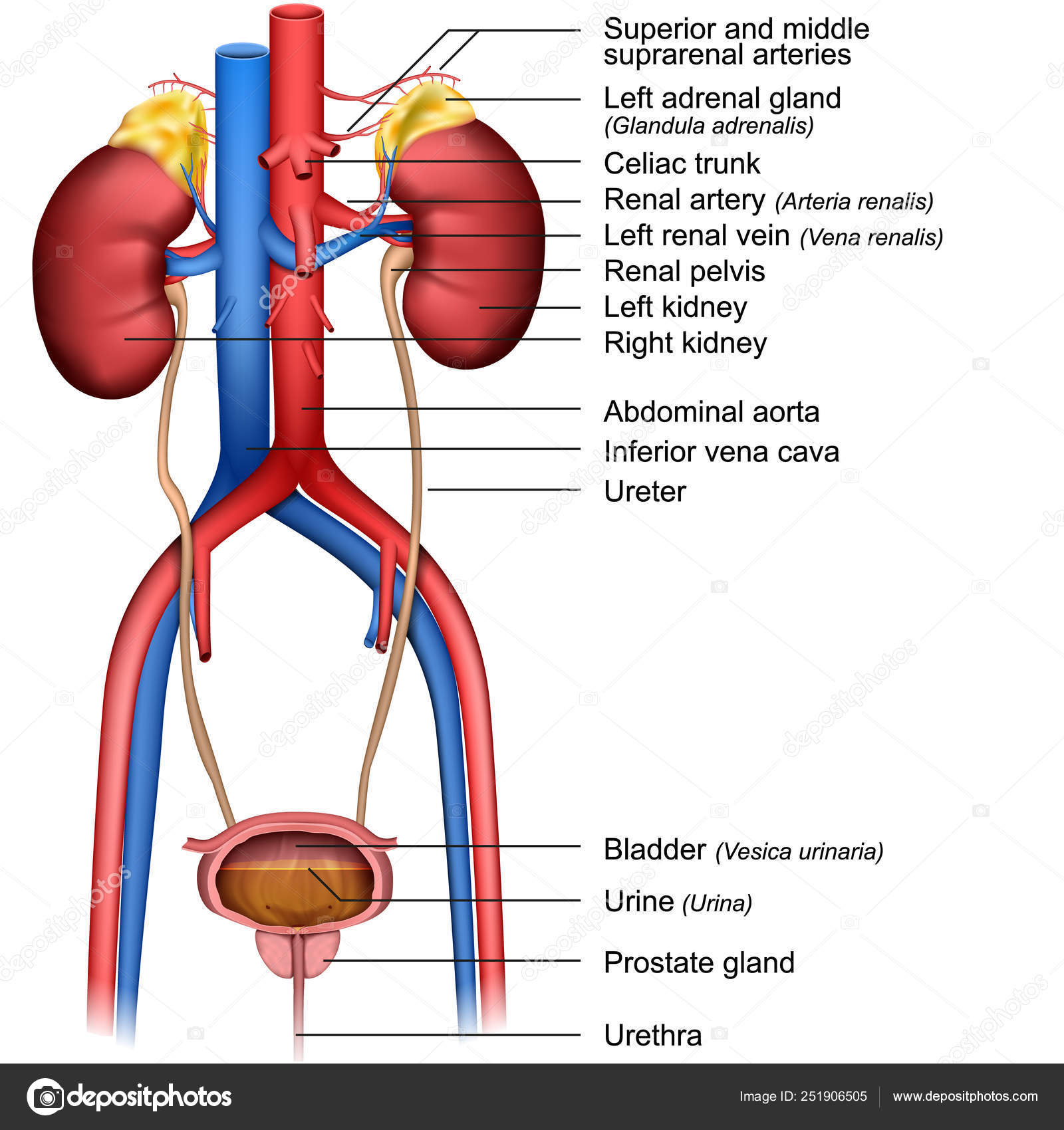 Urinary System Medical Vector Illustration Isolated White Background