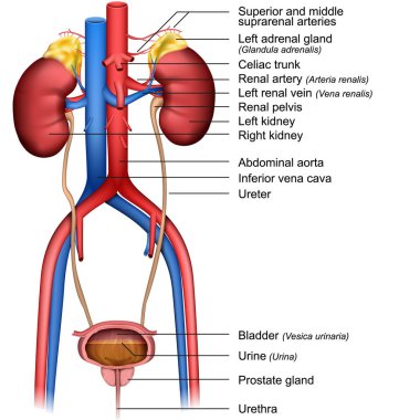 Beyaz arka planda izole idrar sistemi 3d tıbbi vektör illüstrasyon