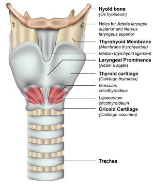 Beyaz arka planda larinks 3d tıbbi vektör illüstrasyon anatomisi