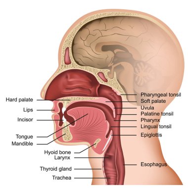 Beyaz arka planda ağız ve dil tıbbi vektör illüstrasyon anatomisi