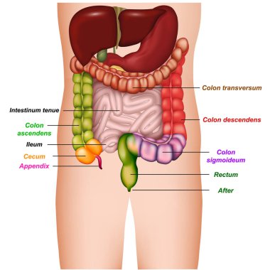 Kolon anatomisi renkli parçalar Colon 3d tıbbi vektör illüstrasyon
