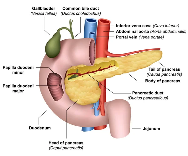 Anatomia Pancreas Illustrazione Vettoriale Medica Sfondo Bianco — Vettoriale Stock