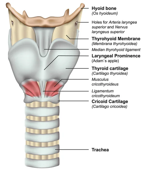 白い背景の喉頭3D 医学のベクトルのイラストの解剖学 — ストックベクタ
