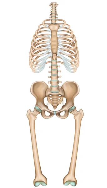 Anatomie Bekken Thorax Medische Vector Illustratie Witte Achtergrond — Stockvector