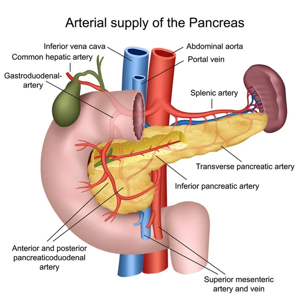 Fornitura Sangue Del Pancreas Illustrazione Vettoriale Medica Sfondo Bianco — Vettoriale Stock