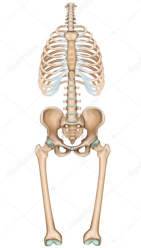 Anatomy pelvis and thorax, medical vector illustration on white background