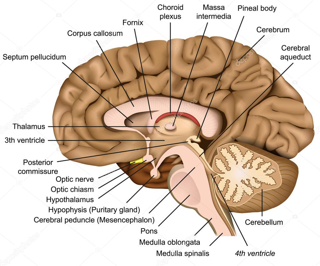 Human brain anatomy 3d vector illustration on white background