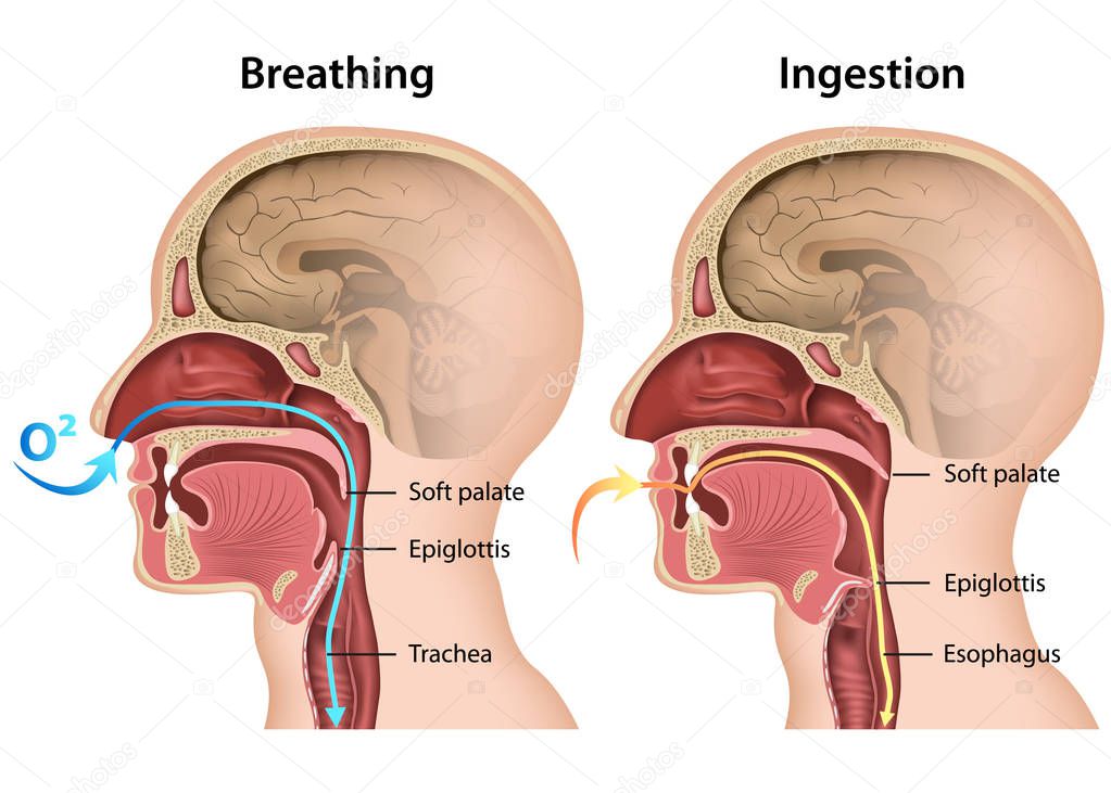 Breathing and Eating process medical 3d vector illustration on white background