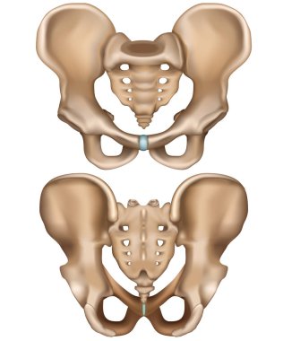 Pelvis hip Illustration ön ve arka görünüm beyaz arka planda izole