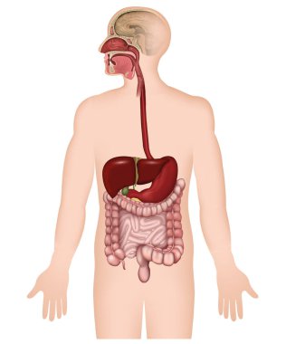 Beyaz arka planda sindirim sistemi etiketli olmayan 3D vektör illüstrasyon