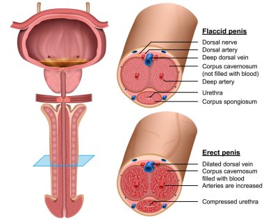 Anatomi illüstrasyon penis vektör 3D çapraz