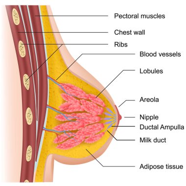 Beyaz arka planda kadın meme anatomisi tıbbi vektör illüstrasyon