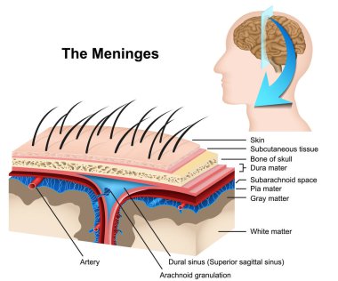 Beyaz arka planda meninges tıbbi 3D vektör illüstrasyon