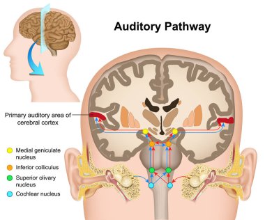 The auditory pathway medical vector illustration on white background clipart