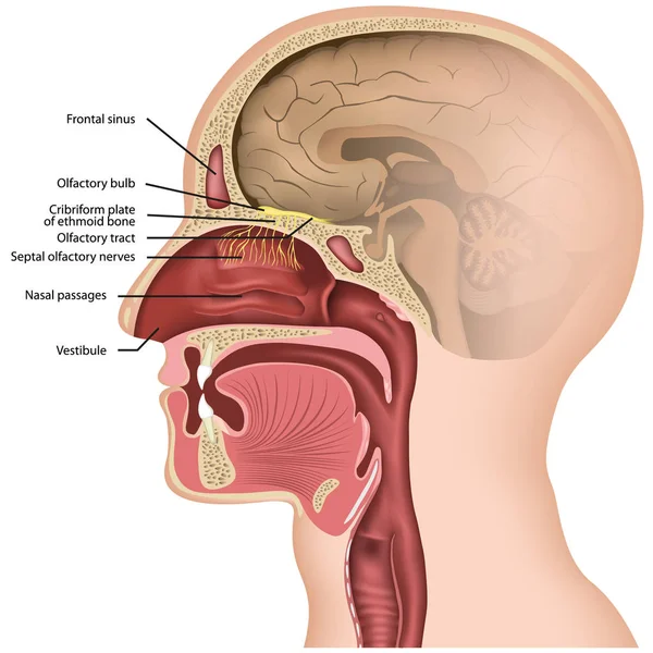 Ilustración Del Vector Médico Del Nervio Olfativo Sobre Fondo Blanco — Vector de stock