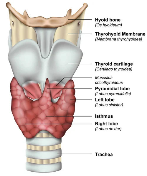 Анатомия Щитовидной Железы Медицинская Трехмерная Векторная Иллюстрация — стоковый вектор