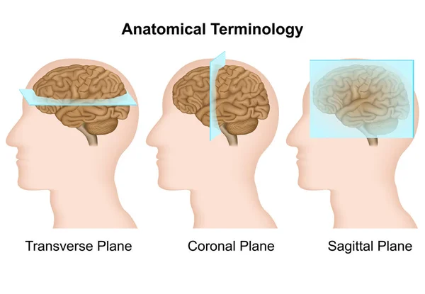 Terminologie Anatomique Plans Anatomiques Illustration Vectorielle Médicale — Image vectorielle