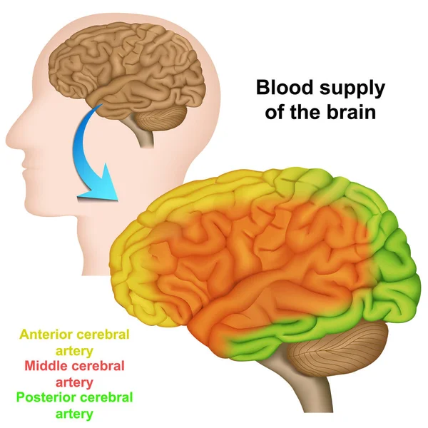 Suministro Sangre Del Cerebro Humano Ilustración Vectores Médicos — Archivo Imágenes Vectoriales