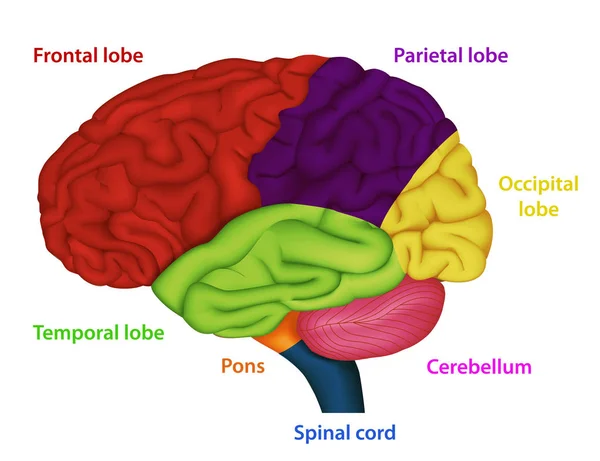 Áreas Del Cerebro Humano Ilustración Vectores Médicos Sobre Fondo Blanco — Archivo Imágenes Vectoriales