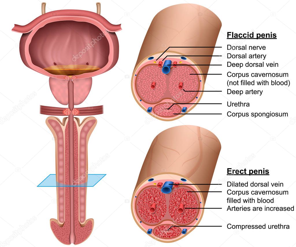 penis anatomy cross section medical 3d vector illustration