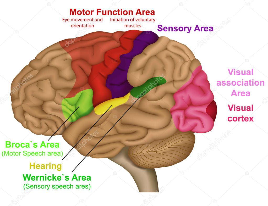 Functional brain areas medical vector illustration on white background