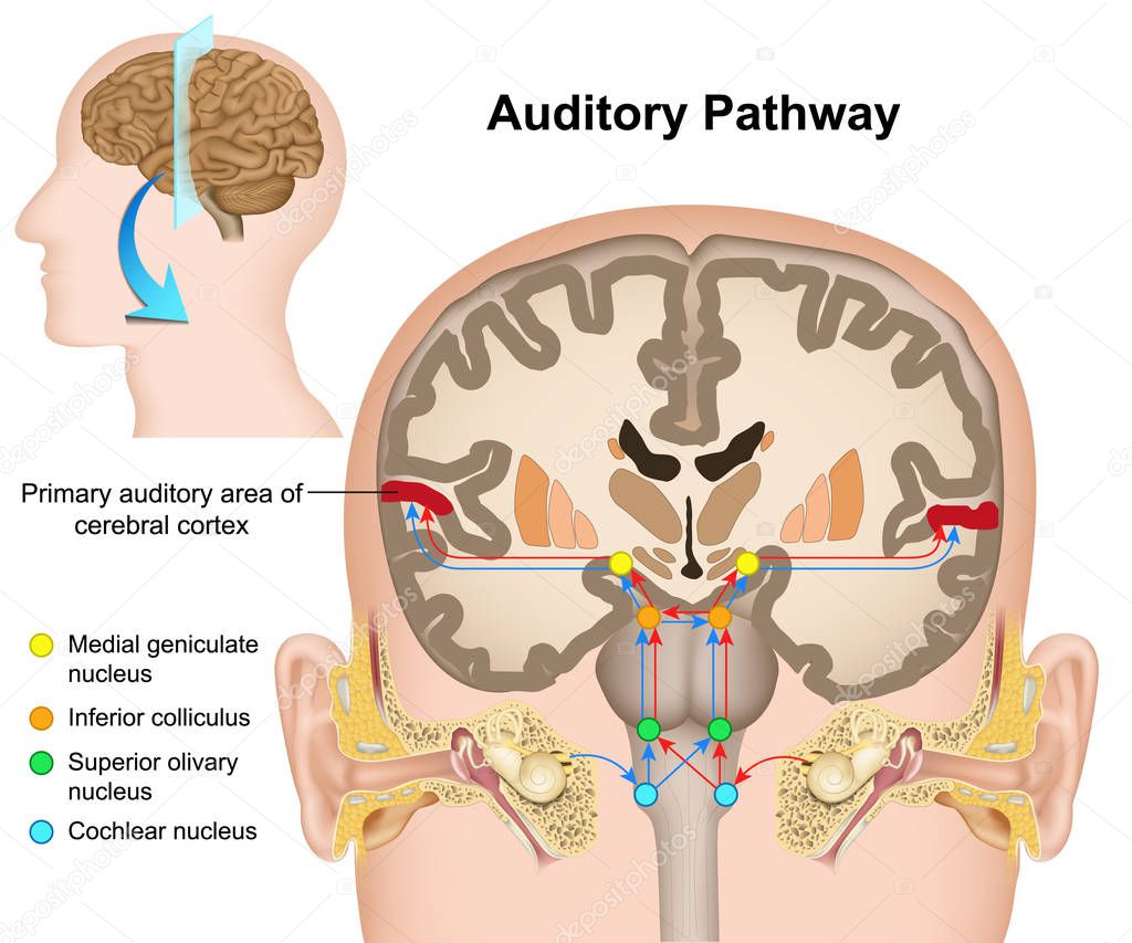 The auditory pathway medical vector illustration on white background
