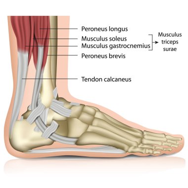 Triceps Baldır ayak bileği ortak 3d tıbbi vektör illüstrasyon