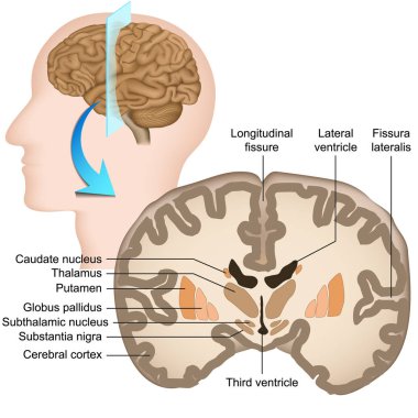 İnsan beyni tıbbi vektör illüstrasyon coronal bölümü