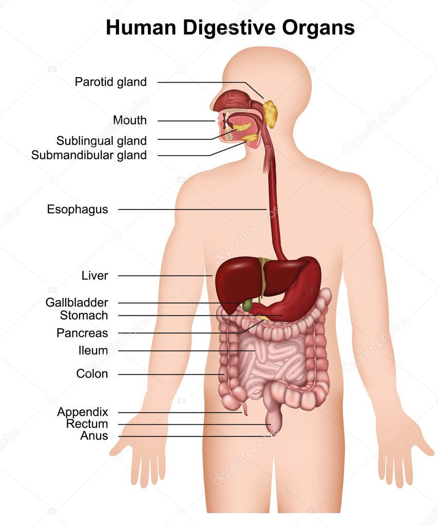 The digestive system 3d vector illustration on white background