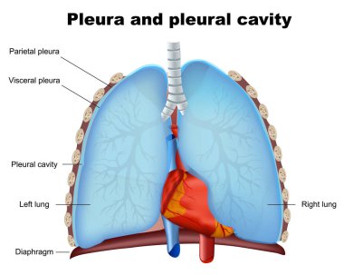 Beyaz arka planda akciğer plevra ve plevral kavite tıbbi vektör illüstrasyon