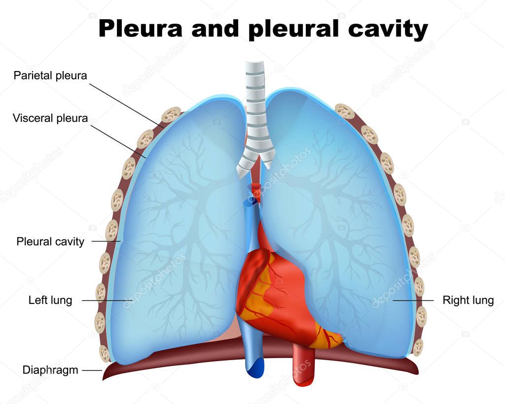 Lung pleura and pleural cavity medical vector illustration on white background