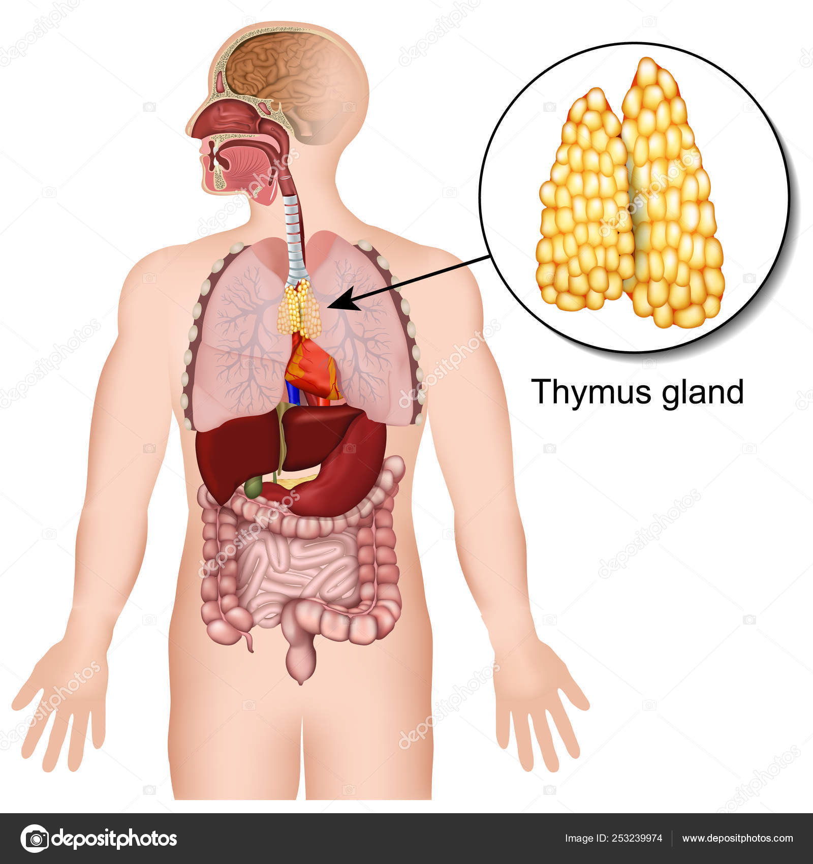 Thymus Gland Endocrine System Medical Vector Illustration White Background Stock Vector Image By C Medicalstocks