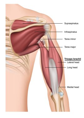 Musculus Triceps brachii 'nin 3d tıbbi vektör illüstrasyon beyaz arka planda, insan kolu arkasındaki