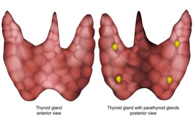 Beyaz arka planda izole tiroid bezi 3D vektör illüstrasyon