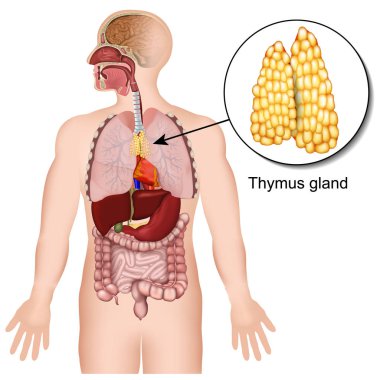 Beyaz arka planda Thymus bezi endokrin sistemi 3d tıbbi vektör illüstrasyon