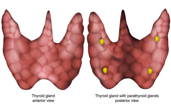 Glándula Tiroidea Vector Ilustración Aislada Sobre Fondo Blanco — Vector de stock