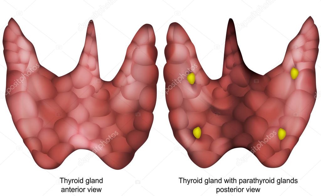 Thyroid gland 3d vector illustration isolated on white background