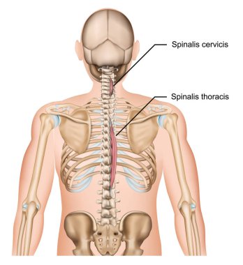 Beyaz arka planda Spinalis kas 3D vektör illüstrasyon