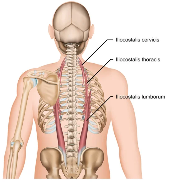 Ilustración Vectores Músculos Iliocostales Musculares Espalda Humana — Vector de stock