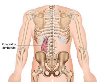 Quadratus lumborum muscle medical vector illustration on white background clipart