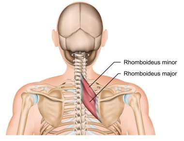 Beyaz arka plan üzerinde izole rhomboideus kas 3d tıp vektör çizim