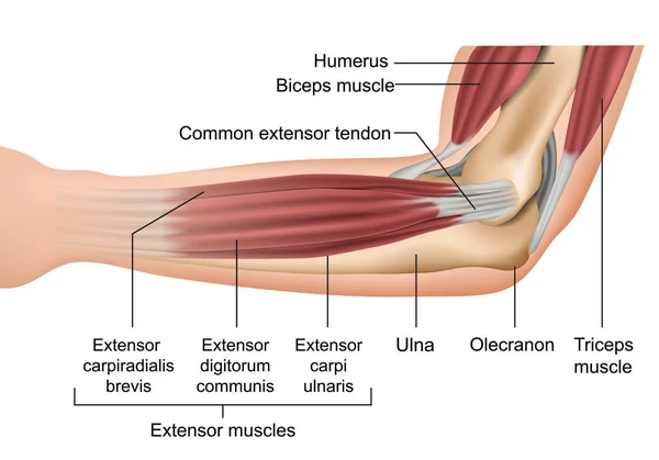 Anatomie Van Elleboogspieren Medische Vector Illustratie — Stockvector